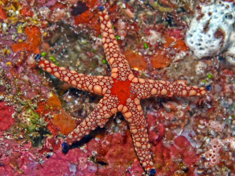 Starfish, Batee Gla